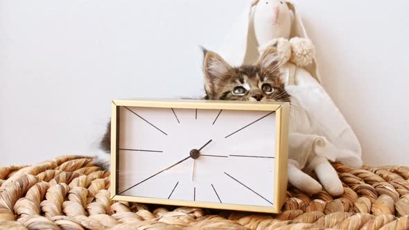 Striped Grey Kitten Sit on a Basket and Hides Behind the Clock on a White Background