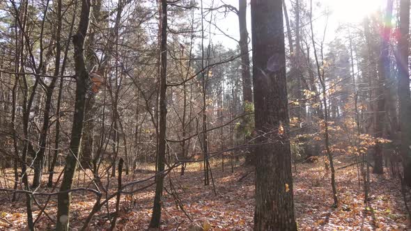 Trees in the Autumn Forest in the Afternoon