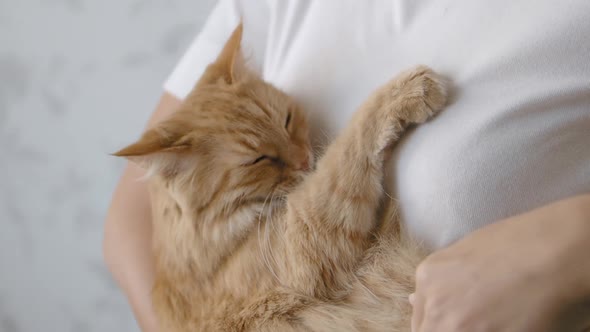 Cute Ginger Cat Dozing on Woman's Hands. Close Up Slow Motion Footage of Fluffy Pet. Woman Stroking