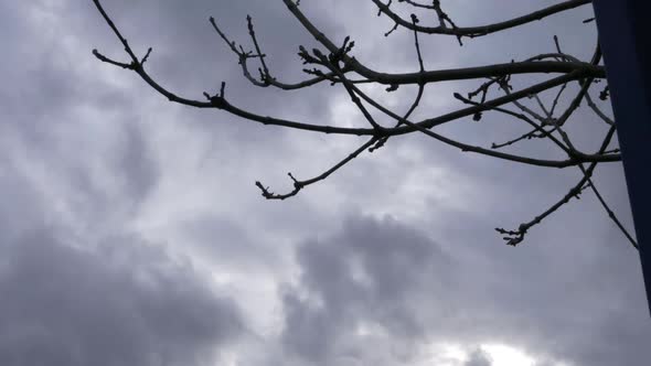 Timelapse of dark storm clouds passing by a tree in winter