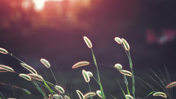 Red sunset and beautiful dancing foxtail