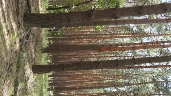 Vertical Video of a Wild Pine Forest Slow Motion