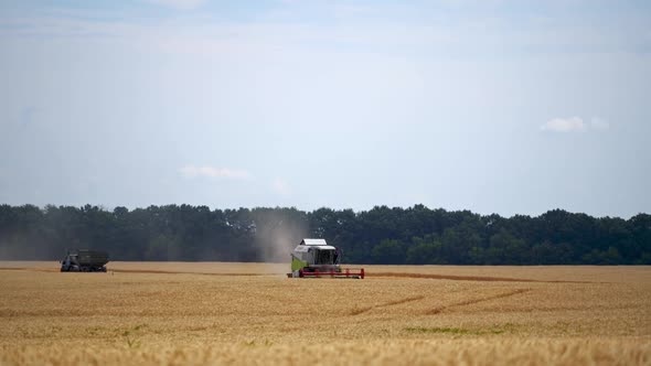 Combine harvester working on wheat field. Large modern combine harvester among the ears of wheat