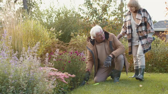 Aged Man Working in Garden