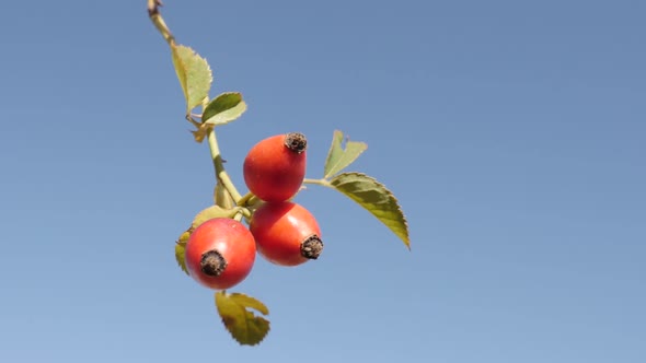 Rose hips on the wind slow-mo 1080p FullHD tilting footage - Rosa canina against blue sky slow motio