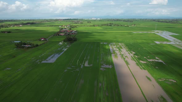 The Paddy Rice Fields of Kedah and Perlis, Malaysia