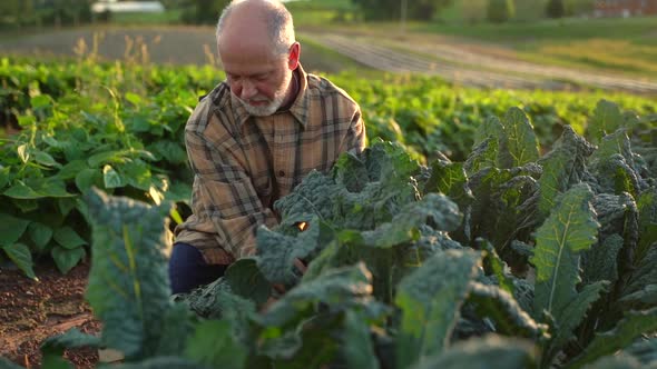 Close up slow motion of farmer picking kale in the field at sunset.