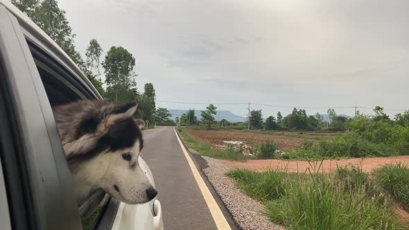 The Dog looks out the open window of the car.