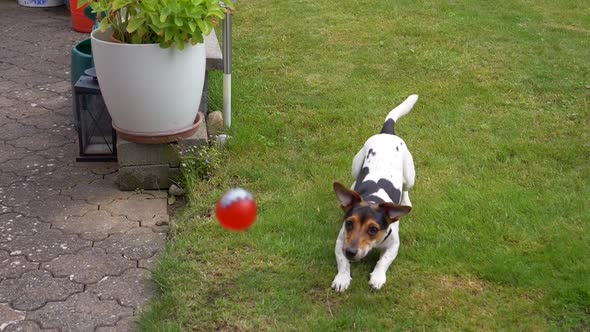 Close up shot of jack Russel terrier catching ball with mouth. Slow motion shot
