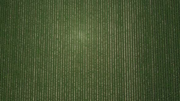 An aerial view of beautiful road cuts through the middle of an oil palm plantation