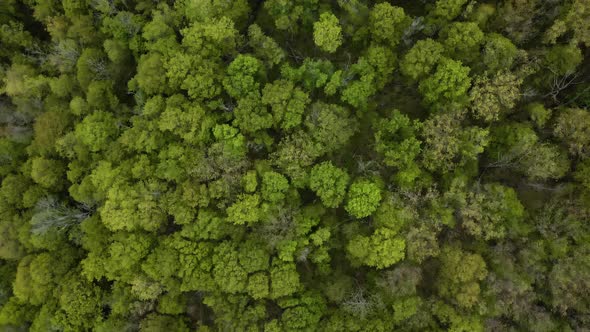 Aerial top down showing treetops of beautiful greened woodland in Canada in Summer