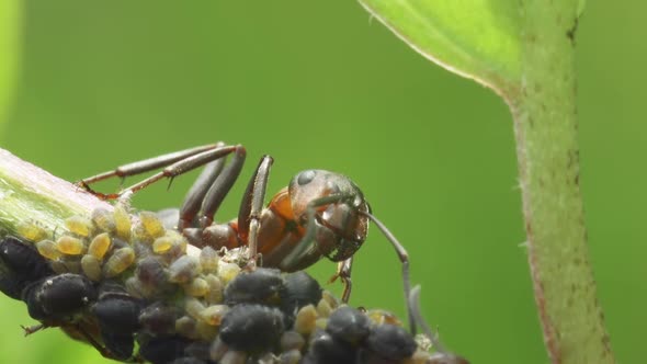 Ant Is Guarding  Aphids