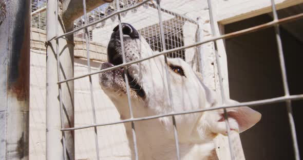 Abandoned dog locked up in a shelter