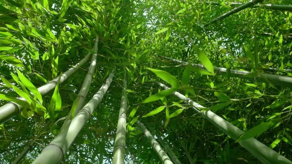 Slow Steadicam Video of the Green Bamboo Plants in Morning Sun Light