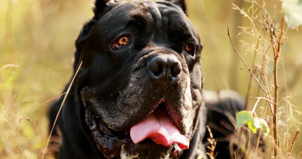 Black Cane Corso Dog