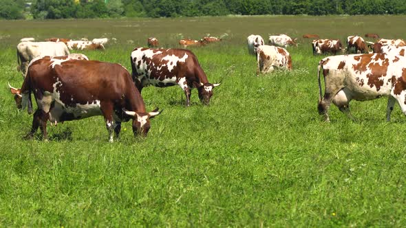 Cows Grazing on Pasture