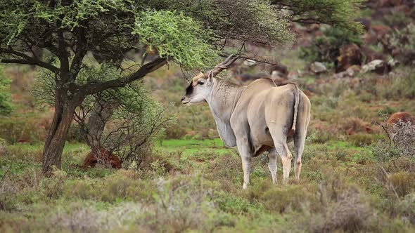 Big Male Eland Antelope In Natural Habitat