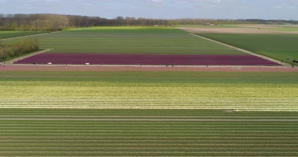 Aerial view of tulip fields, Flevoland, Netherlands.