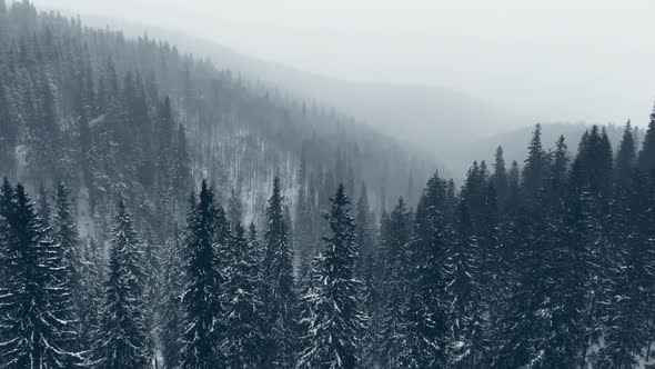 Winter Forest Mountains Storm Ice Cold Aerial Tree