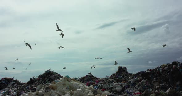 Background of Seagull Flock Flying Above Landfill Dump Site on Sky Horizon