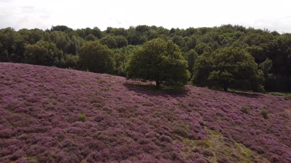 Purple blooming heathland at national park the Posbank in the Netherlands