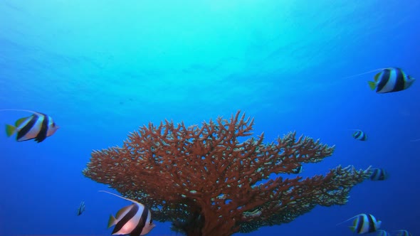 Flying Fish under Blue Sea