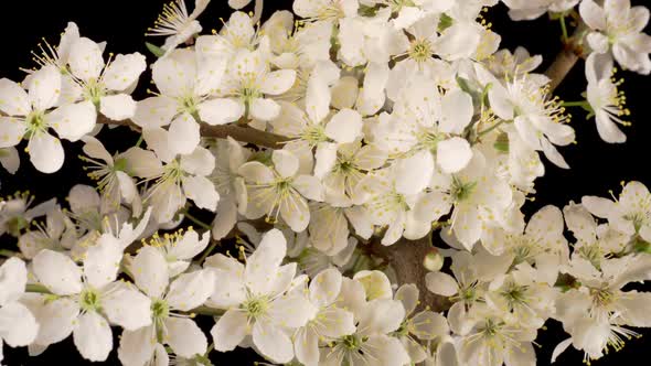 White Flowers Blossoms on the Branches Cherry Tree