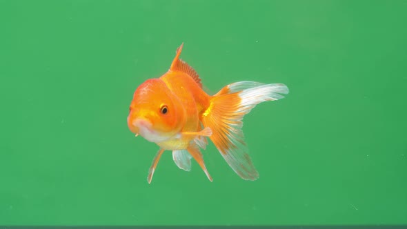 Gold Fish On Green Screen Background