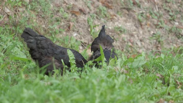 Black Chicken Rooster