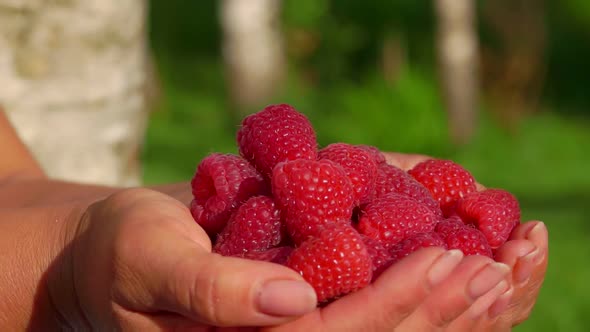 Palms Full of Ripe Juicy Raspberries on Sunny Day