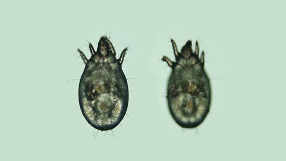 Acari (mite) of the order Sarcoptiformes under the microscope, family Acaridae