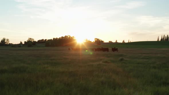 Aerial, herd of black cows gathered on grass field meadow during sunset