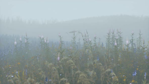 Wild Field Flowers in Deep Fog