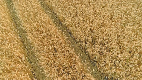 Aerial Cinematic clip. Fly over a Golden wheat field at sunset.