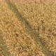 Aerial Cinematic clip. Fly over a Golden wheat field at sunset. - VideoHive Item for Sale