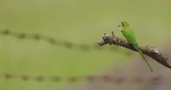 Green Bee-eater Regurgitate Its Prey As Pellet On Tree Branch. - macro