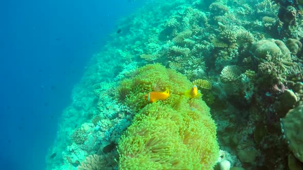 Clown fish swim over the coral reef of a tropical island.