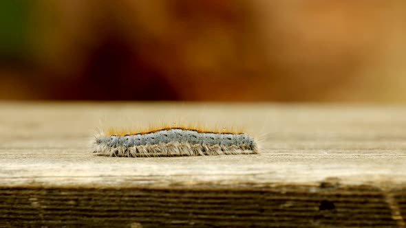 Extreme macro close up and extreme slow motion of a Western Tent Caterpillar moth walking on a wood