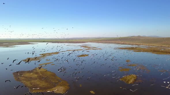 Lesser White-Fronted Geese Flock In Flight