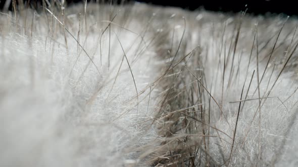 Gray Fur Natural on Black Background