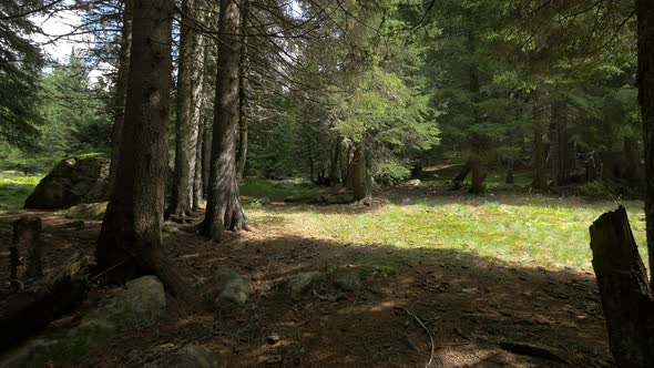 Spruce Forest on A Sunny Day