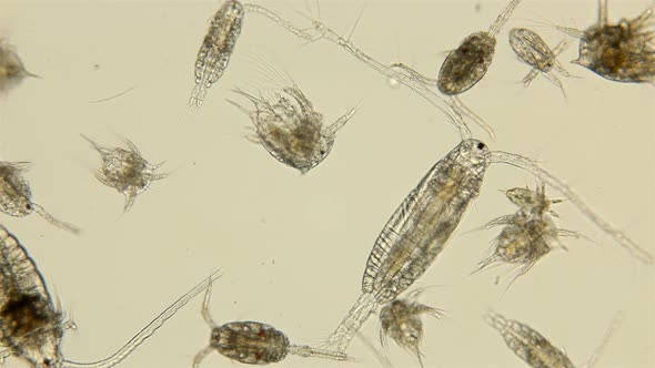 Zooplankton of the Black Sea Under the Microscope