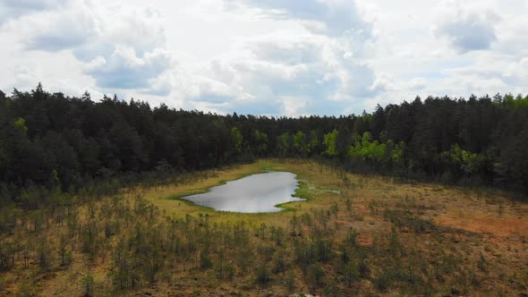 Regrowing Forest And Flora In Lithuania