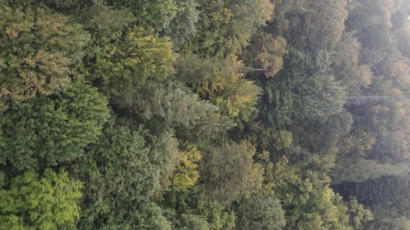 Vertical Video Aerial View of Trees in the Forest