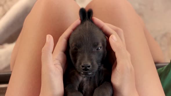 Playing with a sleepy black puppy and making it look like an Easter bunny