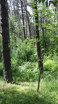 Vertical Video of a Forest with Trees