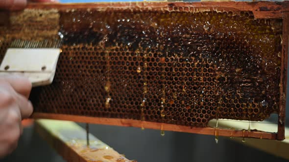 Uncapping Honey Comb