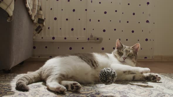 Lazy White Cat Catching a Ball in Slow Motion