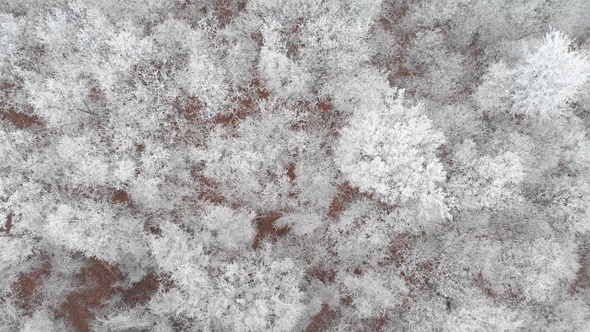 Aerial Above Frozen Ice Trees