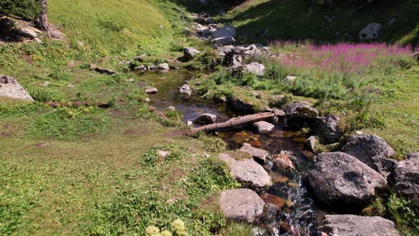 A Small Pond and a Stream in a Mountain Forest